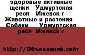 здоровые активные щенки - Удмуртская респ., Ижевск г. Животные и растения » Собаки   . Удмуртская респ.,Ижевск г.